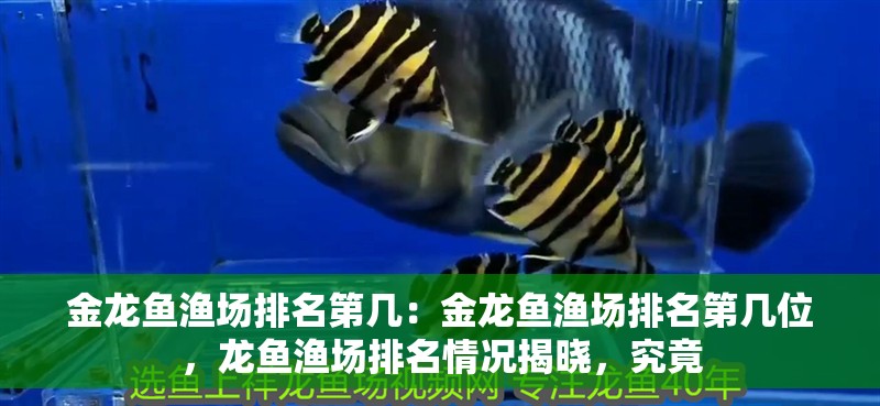 金龍魚漁場排名第幾：金龍魚漁場排名第幾位，龍魚漁場排名情況揭曉，究竟 金龍魚漁場排名第幾：金龍魚漁場排名第幾位，龍魚漁場排名情況揭曉，究竟 水族問答