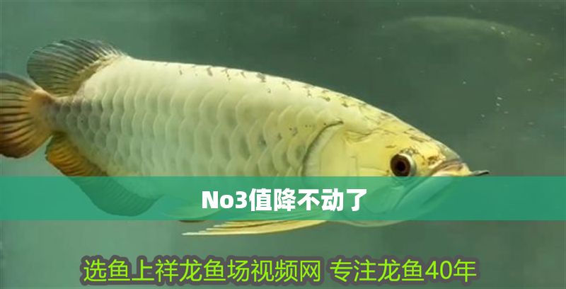 No3值降不動了 No3值降不動了 錦鯉魚百科 第1張
