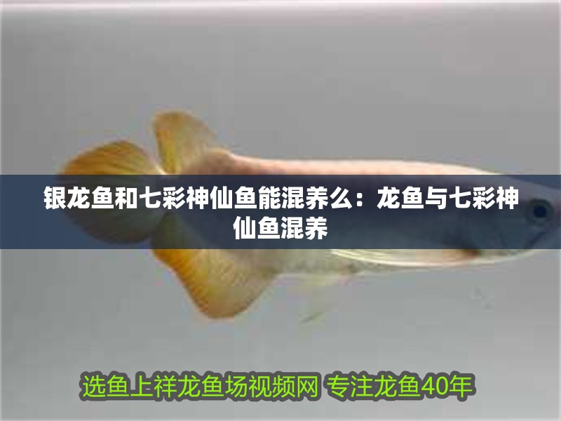 銀龍魚和七彩神仙魚能混養么：龍魚與七彩神仙魚混養