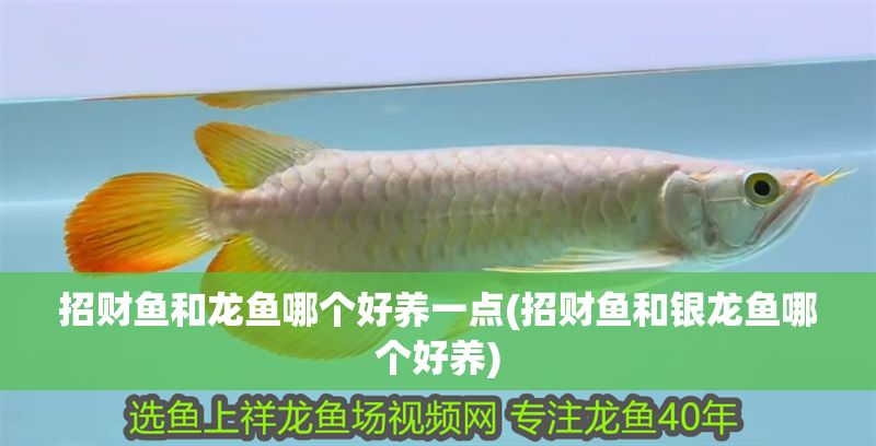 招財魚和龍魚哪個好養(yǎng)一點(招財魚和銀龍魚哪個好養(yǎng))