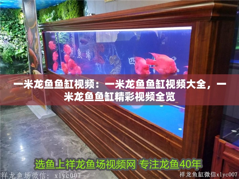 一米龍魚魚缸視頻：一米龍魚魚缸視頻大全，一米龍魚魚缸精彩視頻全覽 一米龍魚魚缸視頻：一米龍魚魚缸視頻大全，一米龍魚魚缸精彩視頻全覽 水族問答