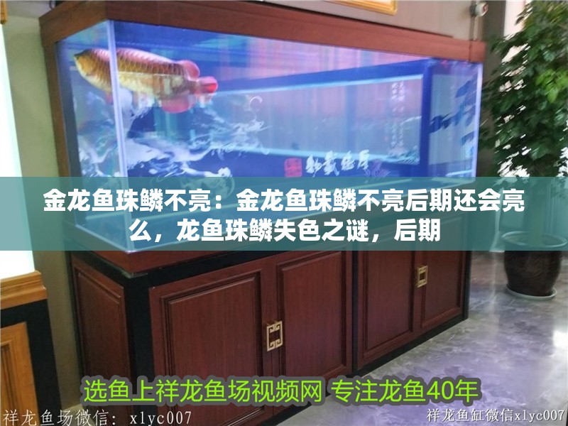 金龍魚珠鱗不亮：金龍魚珠鱗不亮后期還會亮么，龍魚珠鱗失色之謎，后期