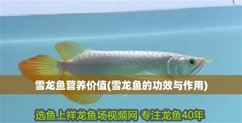 雪龍魚營養(yǎng)價(jià)值(雪龍魚的功效與作用)