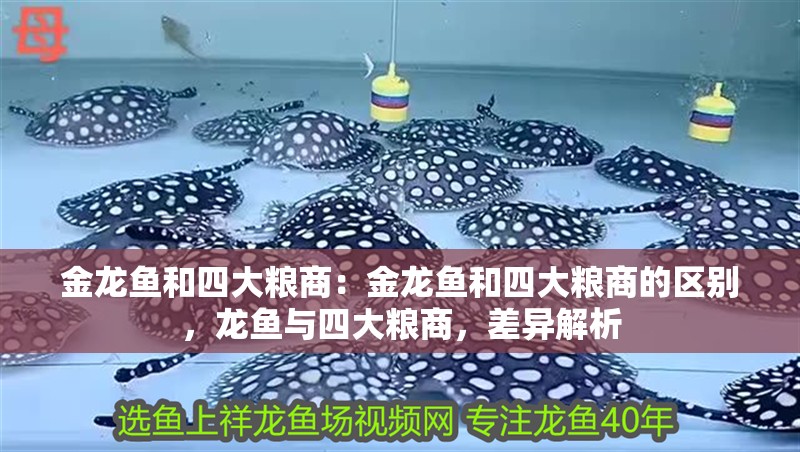 金龍魚和四大糧商：金龍魚和四大糧商的區別，龍魚與四大糧商，差異解析