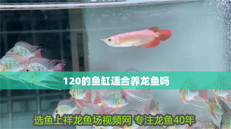 120的魚缸適合養龍魚嗎 120的魚缸適合養龍魚嗎 龍魚百科 第4張