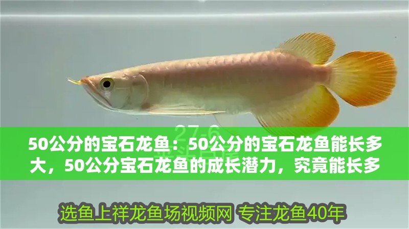 50公分的寶石龍魚：50公分的寶石龍魚能長(zhǎng)多大，50公分寶石龍魚的成長(zhǎng)潛力，究竟能長(zhǎng)多大？