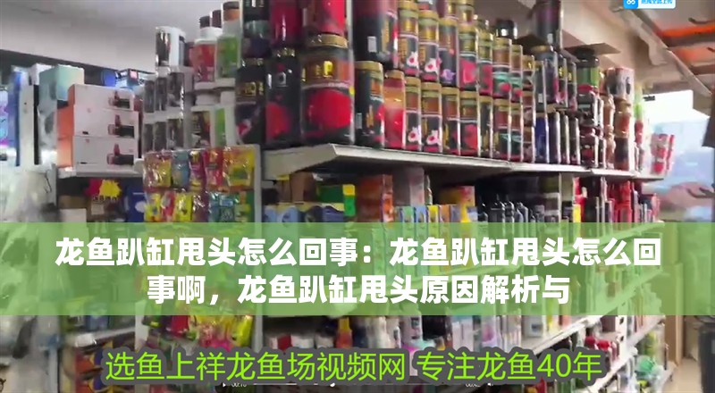 龍魚趴缸甩頭怎么回事：龍魚趴缸甩頭怎么回事啊，龍魚趴缸甩頭原因解析與