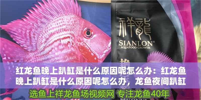 紅龍魚晚上趴缸是什么原因呢怎么辦：紅龍魚晚上趴缸是什么原因呢怎么辦，龍魚夜間趴缸成因解析與