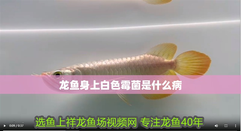 龍魚身上白色霉菌是什么病