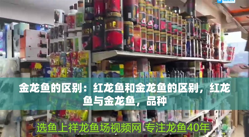金龍魚的區(qū)別：紅龍魚和金龍魚的區(qū)別，紅龍魚與金龍魚，品種