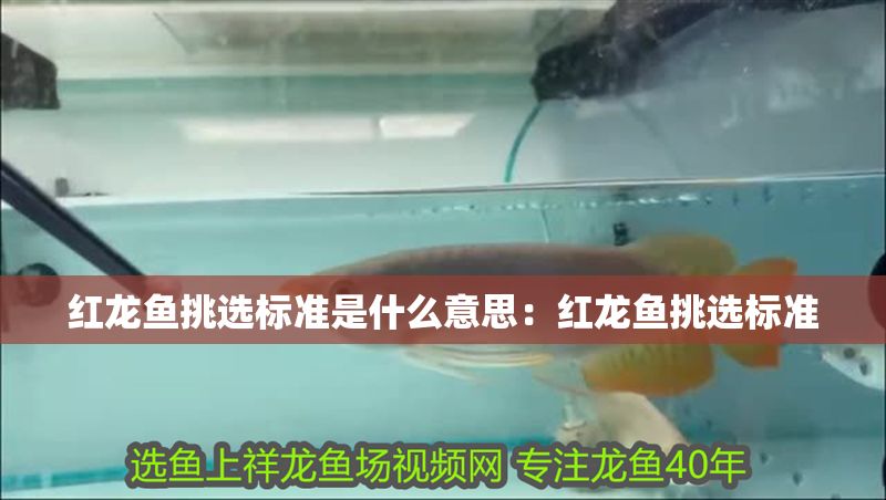 紅龍魚挑選標準是什么意思：紅龍魚挑選標準