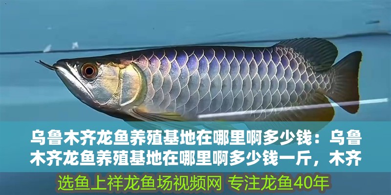 烏魯木齊龍魚養殖基地在哪里啊多少錢：烏魯木齊龍魚養殖基地在哪里啊多少錢一斤，木齊龍魚養殖基地位置