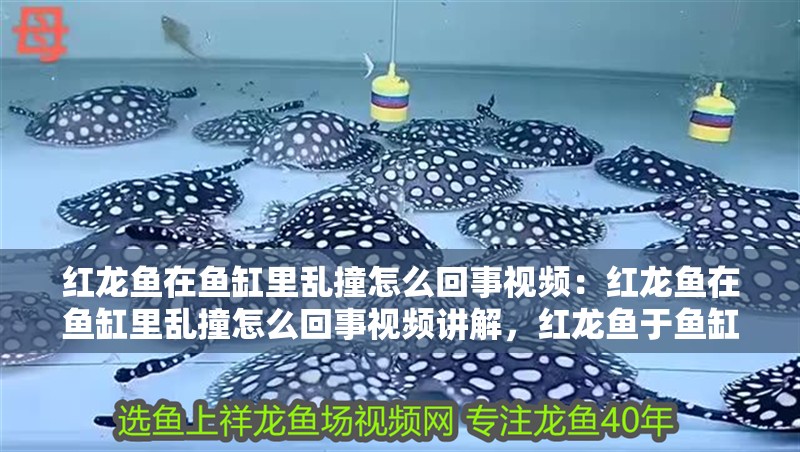 紅龍魚在魚缸里亂撞怎么回事視頻：紅龍魚在魚缸里亂撞怎么回事視頻講解，紅龍魚于魚缸內異常亂撞
