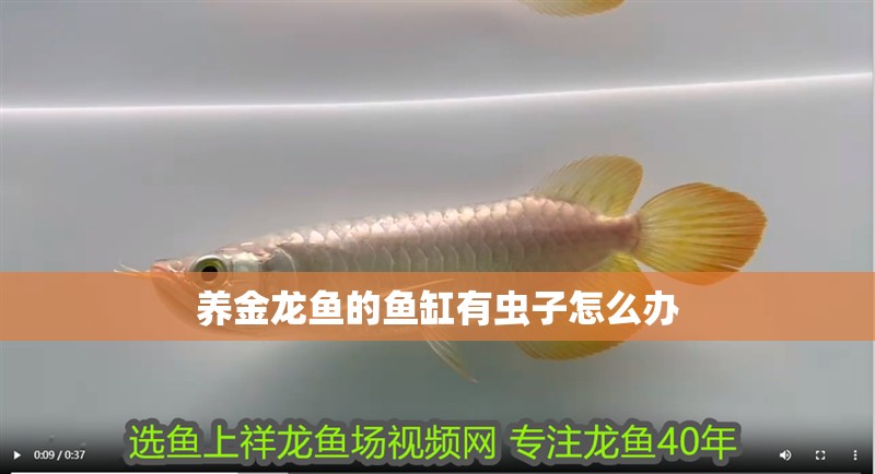養金龍魚的魚缸有蟲子怎么辦