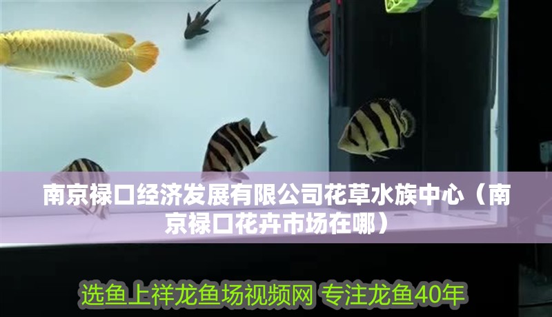 南京祿口經濟發展有限公司花草水族中心（南京祿口花卉市場在哪） 南京祿口經濟發展有限公司花草水族中心（南京祿口花卉市場在哪） 全國水族館企業名錄 第2張