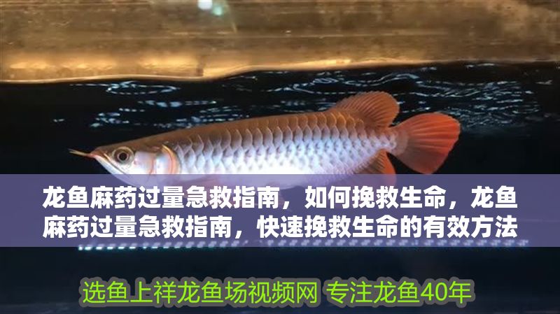 龍魚麻藥過量急救指南，如何挽救生命，龍魚麻藥過量急救指南，快速挽救生命的有效方法