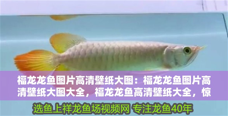 福龍龍魚圖片高清壁紙大圖：福龍龍魚圖片高清壁紙大圖大全，福龍龍魚高清壁紙大全，驚艷