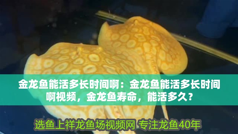 金龍魚能活多長時間啊：金龍魚能活多長時間啊視頻，金龍魚壽命，能活多久？