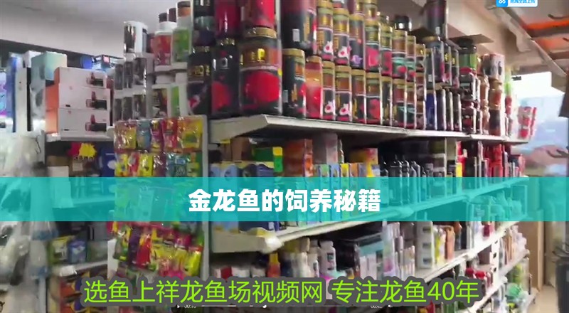 金龍魚的飼養(yǎng)秘籍
