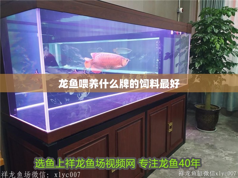 龍魚喂養什么牌的飼料最好