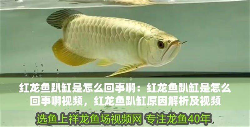 紅龍魚趴缸是怎么回事啊：紅龍魚趴缸是怎么回事啊視頻，紅龍魚趴缸原因解析及視頻