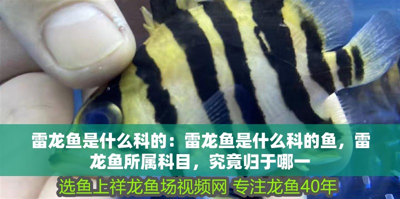 雷龍魚是什么科的：雷龍魚是什么科的魚，雷龍魚所屬科目，究竟歸于哪一