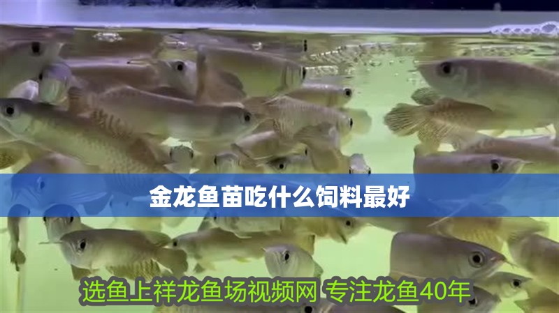金龍魚苗吃什么飼料最好