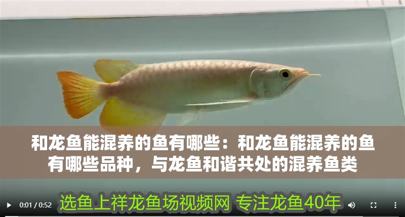 和龍魚能混養的魚有哪些：和龍魚能混養的魚有哪些品種，與龍魚和諧共處的混養魚類