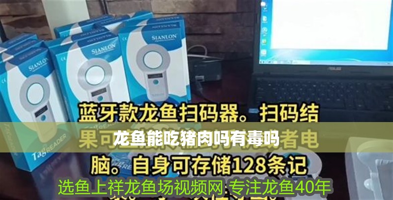 龍魚能吃豬肉嗎有毒嗎