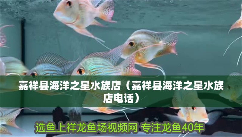嘉祥縣海洋之星水族店（嘉祥縣海洋之星水族店電話）
