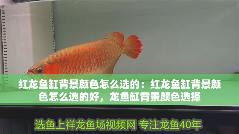 紅龍魚缸背景顏色怎么選的：紅龍魚缸背景顏色怎么選的好，龍魚缸背景顏色選擇