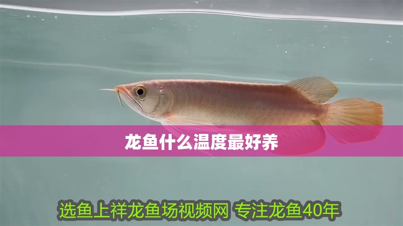 龍魚什么溫度最好養 龍魚百科 第2張 龍魚什么溫度最好養 龍魚什么溫度最好養 龍魚百科 第2張