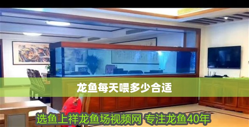 龍魚每天喂多少合適