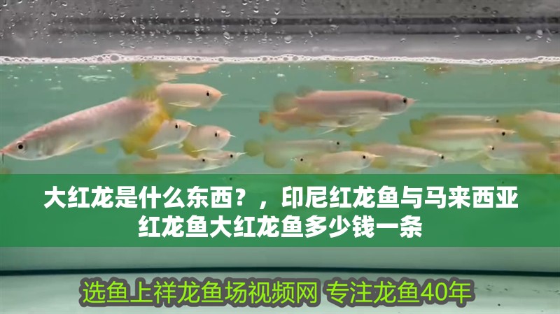 大紅龍是什么東西？，印尼紅龍魚與馬來西亞紅龍魚大紅龍魚多少錢一條 大紅龍是什么東西？，印尼紅龍魚與馬來西亞紅龍魚大紅龍魚多少錢一條 紅龍魚百科