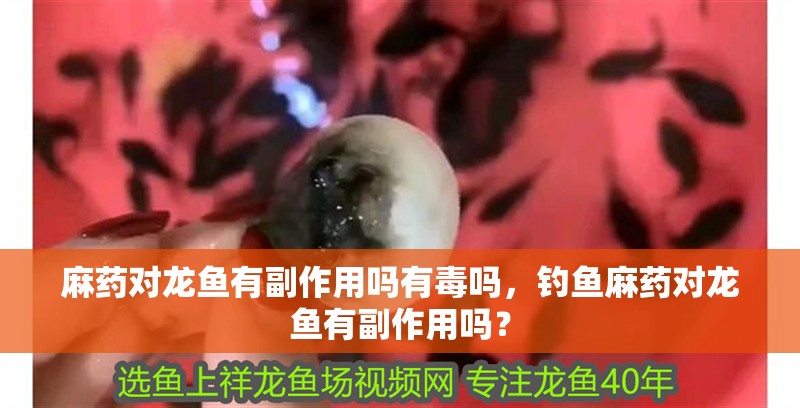 麻藥對龍魚有副作用嗎有毒嗎，釣魚麻藥對龍魚有副作用嗎？