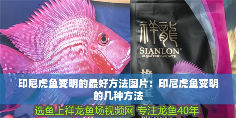 印尼虎魚變明的最好方法圖片：印尼虎魚變明的幾種方法 印尼虎魚變明的最好方法圖片：印尼虎魚變明的幾種方法 虎魚百科 第2張