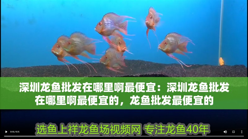 深圳龍魚批發在哪里啊最便宜：深圳龍魚批發在哪里啊最便宜的，龍魚批發最便宜的