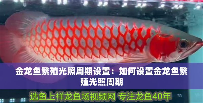 金龍魚繁殖光照周期設置：如何設置金龍魚繁殖光照周期