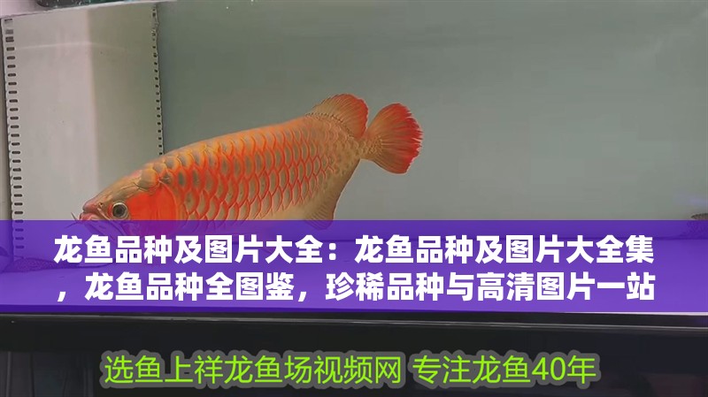 龍魚品種及圖片大全：龍魚品種及圖片大全集，龍魚品種全圖鑒，珍稀品種與高清圖片一站式解析