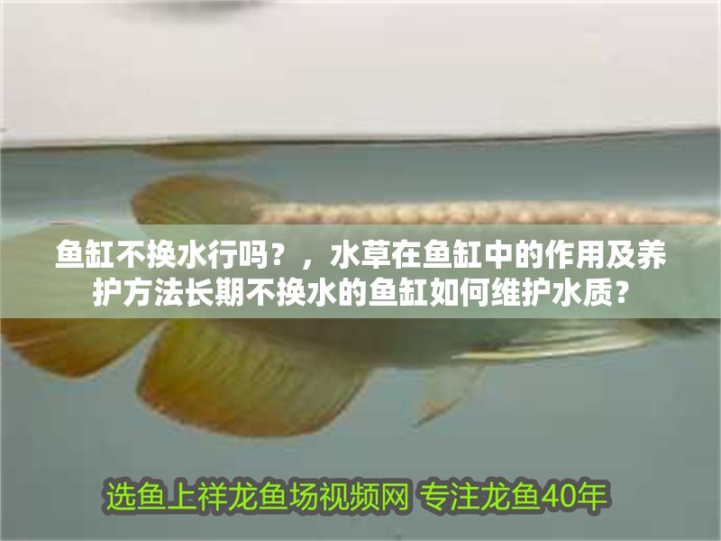 魚缸不換水行嗎？，水草在魚缸中的作用及養護方法長期不換水的魚缸如何維護水質？ 魚缸不換水行嗎？，水草在魚缸中的作用及養護方法長期不換水的魚缸如何維護水質？ 魚缸百科 第2張