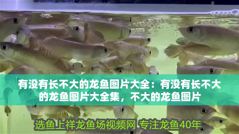 有沒有長不大的龍魚圖片大全：有沒有長不大的龍魚圖片大全集，不大的龍魚圖片