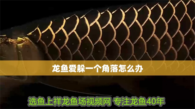 龍魚愛躲一個角落怎么辦 龍魚愛躲一個角落怎么辦 龍魚百科 第4張