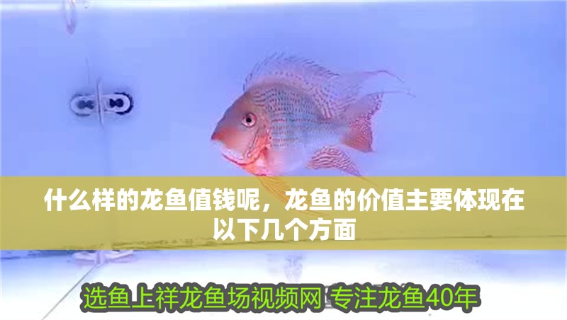 什么樣的龍魚值錢呢，龍魚的價值主要體現(xiàn)在以下幾個方面 什么樣的龍魚值錢呢，龍魚的價值主要體現(xiàn)在以下幾個方面 龍魚百科 第6張