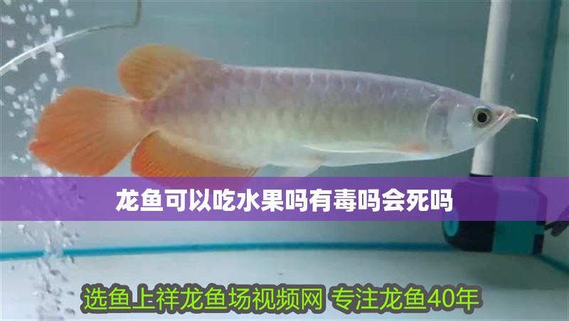 龍魚(yú)可以吃水果嗎有毒嗎會(huì)死嗎