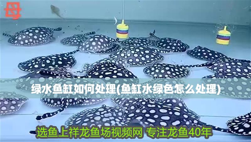 綠水魚缸如何處理(魚缸水綠色怎么處理) 元寶鳳凰魚百科 第1張 綠水魚缸如何處理(魚缸水綠色怎么處理) 綠水魚缸如何處理(魚缸水綠色怎么處理) 元寶鳳凰魚百科 第1張