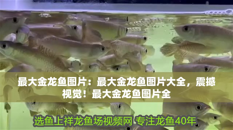 最大金龍魚圖片:最大金龍魚圖片大全,震撼視覺!最大金龍魚圖片全 水族問答 最大金龍魚圖片:最大金龍魚圖片大全,震撼視覺!最大金龍魚圖片全 最大金龍魚圖片:最大金龍魚圖片大全,震撼視覺!最大金龍魚圖片全 水族問答
