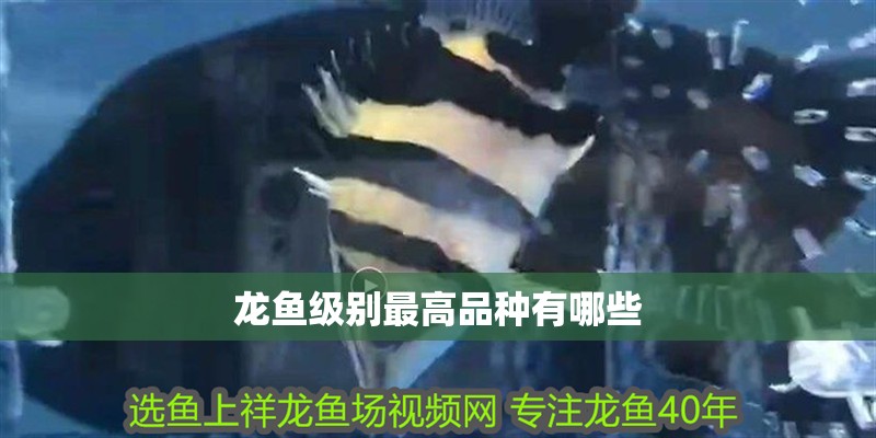 龍魚級別最高品種有哪些