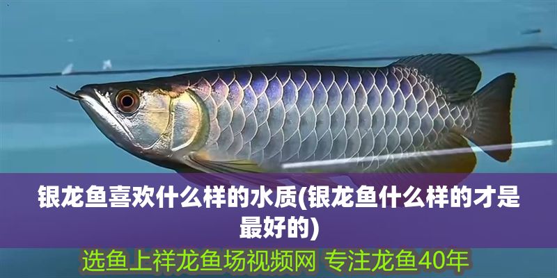 銀龍魚喜歡什么樣的水質(銀龍魚什么樣的才是最好的) 銀龍魚喜歡什么樣的水質(銀龍魚什么樣的才是最好的) 銀龍魚百科 第1張