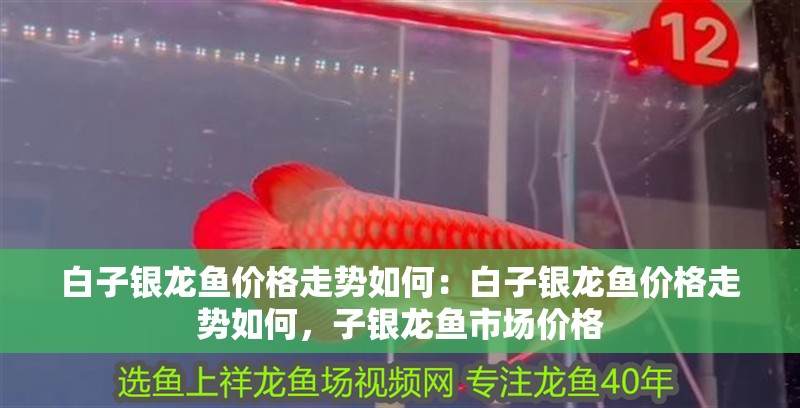 白子銀龍魚價(jià)格走勢(shì)如何：白子銀龍魚價(jià)格走勢(shì)如何，子銀龍魚市場(chǎng)價(jià)格 白子銀龍魚價(jià)格走勢(shì)如何：白子銀龍魚價(jià)格走勢(shì)如何，子銀龍魚市場(chǎng)價(jià)格 水族問答