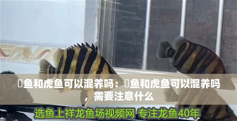 魟魚和虎魚可以混養(yǎng)嗎:魟魚和虎魚可以混養(yǎng)嗎,需要注意什么 魟魚百科 第2張 魟魚和虎魚可以混養(yǎng)嗎:魟魚和虎魚可以混養(yǎng)嗎,需要注意什么 魟魚和虎魚可以混養(yǎng)嗎:魟魚和虎魚可以混養(yǎng)嗎,需要注意什么 魟魚百科 第2張